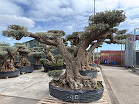 Olijfboom farga xxl - olea europaea - ca. 300 jaar oud - hoogte ca. 330 cm - afbeelding 1 van  19
