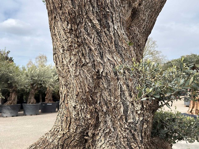 Olijfboom farga xxl - olea europaea - ca. 300 jaar oud - hoogte ca. 330 cm - afbeelding 9 van  19