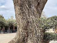 Olijfboom farga xxl - olea europaea - ca. 300 jaar oud - hoogte ca. 330 cm - afbeelding 9 van  19