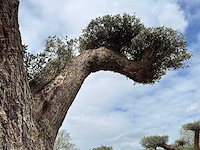 Olijfboom farga xxl - olea europaea - ca. 300 jaar oud - hoogte ca. 330 cm - afbeelding 10 van  19