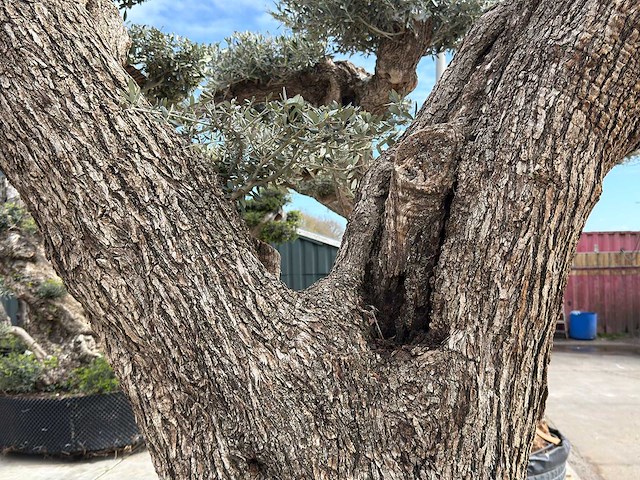 Olijfboom farga xxl - olea europaea - ca. 300 jaar oud - hoogte ca. 330 cm - afbeelding 11 van  19