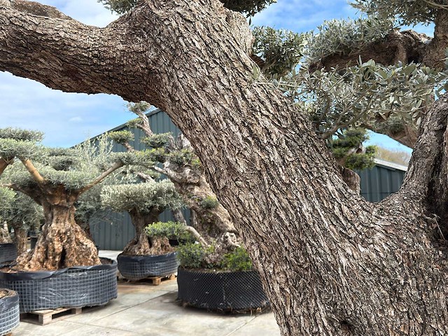 Olijfboom farga xxl - olea europaea - ca. 300 jaar oud - hoogte ca. 330 cm - afbeelding 12 van  19