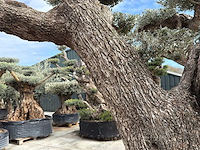 Olijfboom farga xxl - olea europaea - ca. 300 jaar oud - hoogte ca. 330 cm - afbeelding 12 van  19