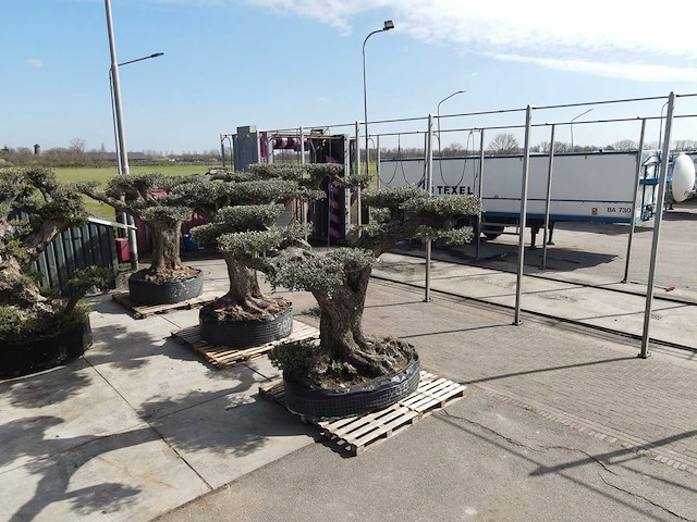 Olijfboom farga xxl - olea europaea - ca. 300 jaar oud - hoogte ca. 330 cm - afbeelding 14 van  19