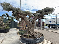 Olijfboom farga xxl - olea europaea - ca. 300 jaar oud - hoogte ca. 330 cm - afbeelding 15 van  19