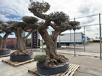 Olijfboom farga xxl - olea europaea - ca. 300 jaar oud - hoogte ca. 330 cm - afbeelding 16 van  19