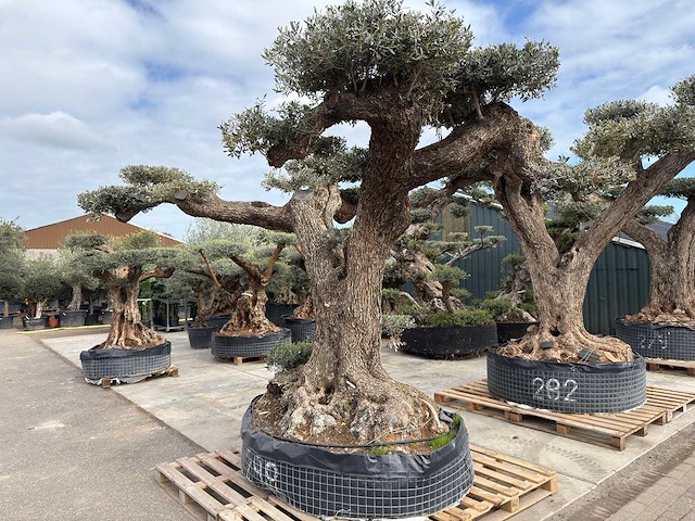 Olijfboom farga xxl - olea europaea - ca. 300 jaar oud - hoogte ca. 330 cm - afbeelding 17 van  19