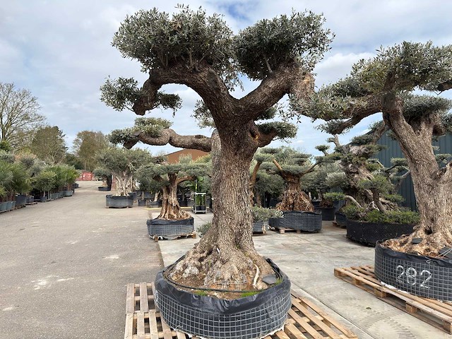 Olijfboom farga xxl - olea europaea - ca. 300 jaar oud - hoogte ca. 330 cm - afbeelding 18 van  19