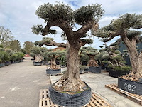 Olijfboom farga xxl - olea europaea - ca. 300 jaar oud - hoogte ca. 330 cm - afbeelding 18 van  19