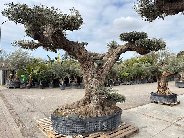 Olijfboom farga xxl - olea europaea - ca. 300 jaar oud - hoogte ca. 330 cm - afbeelding 19 van  19
