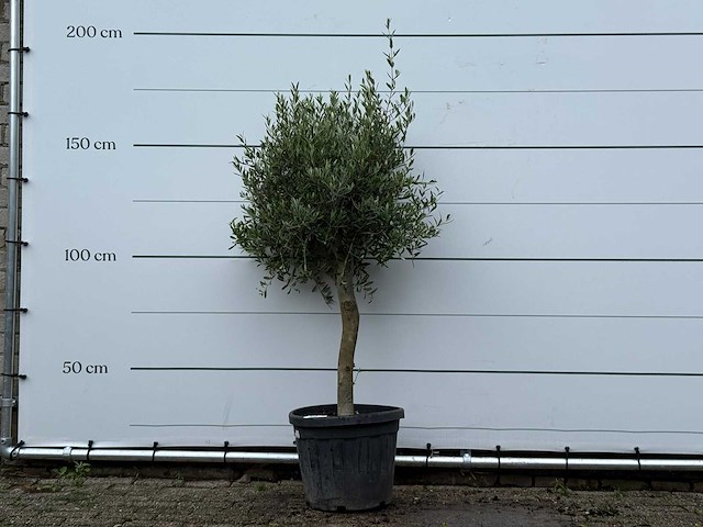 Olijfboom florida - olea europaea - ca. 15 jaar oud - hoogte ca. 160 cm - afbeelding 1 van  5