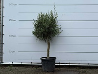 Olijfboom florida - olea europaea - ca. 15 jaar oud - hoogte ca. 160 cm - afbeelding 1 van  5