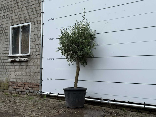 Olijfboom florida - olea europaea - ca. 15 jaar oud - hoogte ca. 160 cm - afbeelding 2 van  5