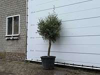 Olijfboom florida - olea europaea - ca. 15 jaar oud - hoogte ca. 160 cm - afbeelding 2 van  5