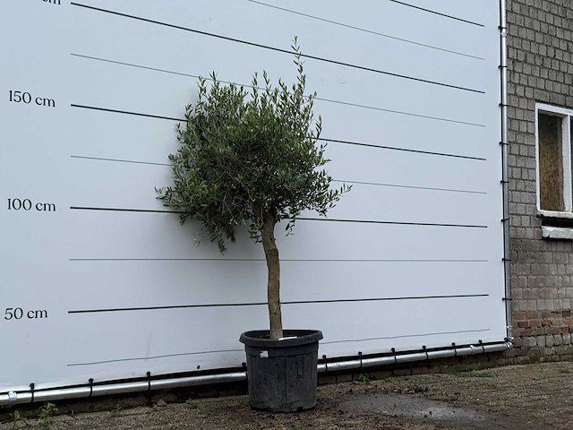 Olijfboom florida - olea europaea - ca. 15 jaar oud - hoogte ca. 160 cm - afbeelding 3 van  5