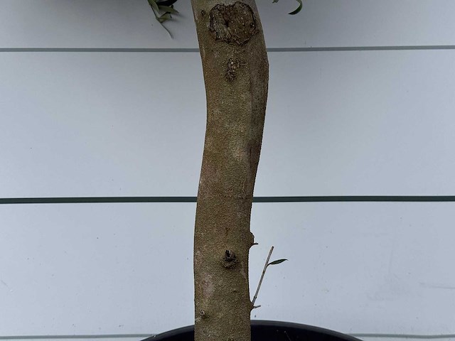 Olijfboom florida - olea europaea - ca. 15 jaar oud - hoogte ca. 160 cm - afbeelding 4 van  5