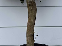 Olijfboom florida - olea europaea - ca. 15 jaar oud - hoogte ca. 160 cm - afbeelding 4 van  5