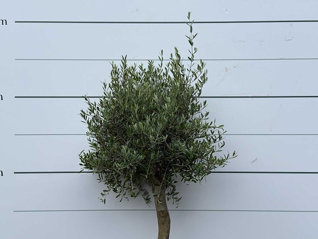 Olijfboom florida - olea europaea - ca. 15 jaar oud - hoogte ca. 160 cm - afbeelding 5 van  5