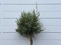 Olijfboom florida - olea europaea - ca. 15 jaar oud - hoogte ca. 160 cm - afbeelding 5 van  5
