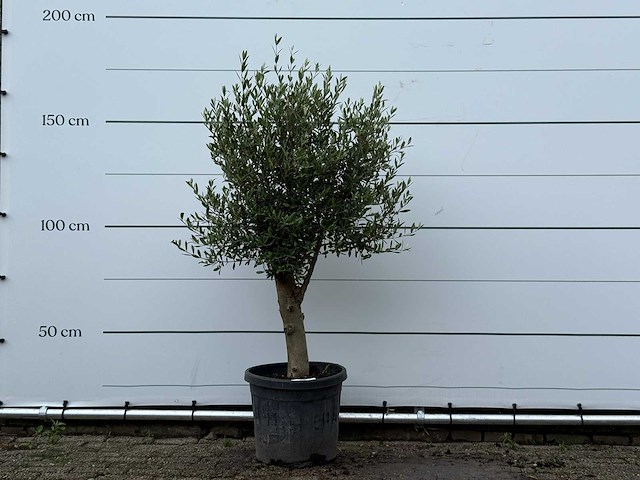 Olijfboom florida - olea europaea - ca. 15 jaar oud - hoogte ca. 170 cm - afbeelding 1 van  3