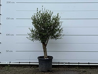 Olijfboom florida - olea europaea - ca. 15 jaar oud - hoogte ca. 170 cm - afbeelding 1 van  3