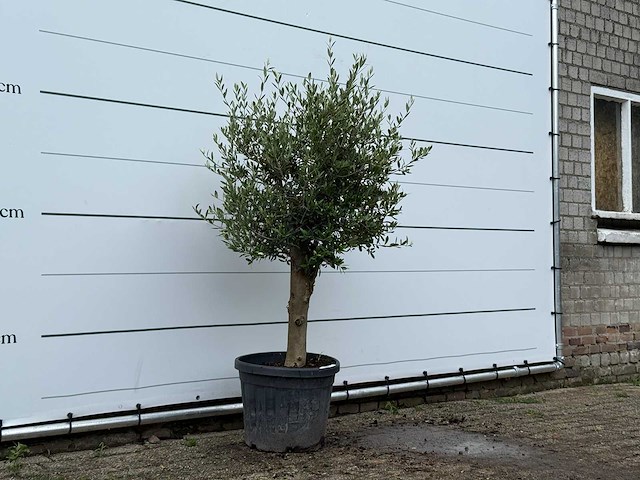 Olijfboom florida - olea europaea - ca. 15 jaar oud - hoogte ca. 170 cm - afbeelding 2 van  3