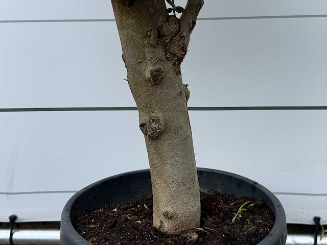 Olijfboom florida - olea europaea - ca. 15 jaar oud - hoogte ca. 170 cm - afbeelding 3 van  3