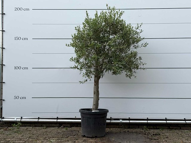 Olijfboom florida - olea europaea - ca. 15 jaar oud - hoogte ca. 180 cm - afbeelding 1 van  4