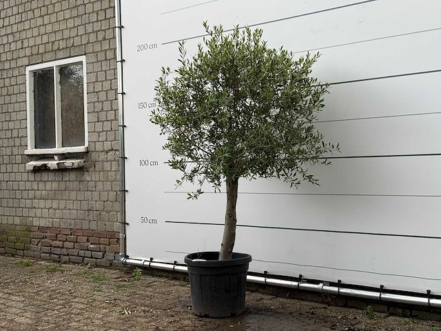 Olijfboom florida - olea europaea - ca. 15 jaar oud - hoogte ca. 180 cm - afbeelding 2 van  4
