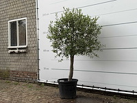 Olijfboom florida - olea europaea - ca. 15 jaar oud - hoogte ca. 180 cm - afbeelding 2 van  4