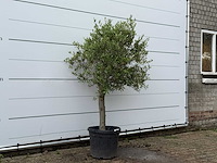 Olijfboom florida - olea europaea - ca. 15 jaar oud - hoogte ca. 180 cm - afbeelding 3 van  4