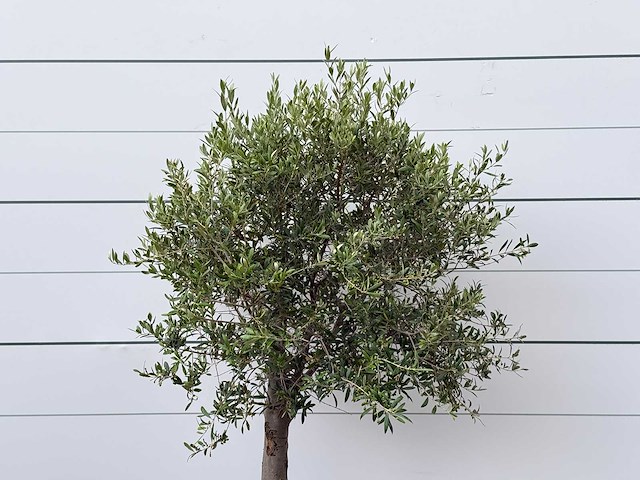 Olijfboom florida - olea europaea - ca. 15 jaar oud - hoogte ca. 180 cm - afbeelding 4 van  4