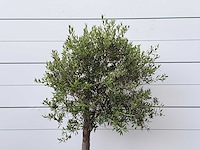 Olijfboom florida - olea europaea - ca. 15 jaar oud - hoogte ca. 180 cm - afbeelding 4 van  4
