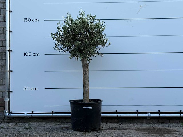 Olijfboom florida - olea europaea - ca. 25 jaar oud - hoogte ca. 150 cm - afbeelding 1 van  3