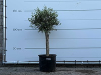 Olijfboom florida - olea europaea - ca. 25 jaar oud - hoogte ca. 150 cm - afbeelding 1 van  3