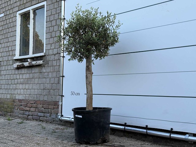 Olijfboom florida - olea europaea - ca. 25 jaar oud - hoogte ca. 150 cm - afbeelding 2 van  3