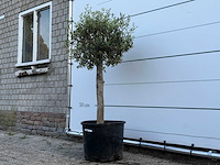 Olijfboom florida - olea europaea - ca. 25 jaar oud - hoogte ca. 150 cm - afbeelding 2 van  3