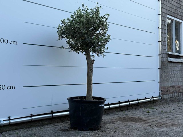Olijfboom florida - olea europaea - ca. 25 jaar oud - hoogte ca. 150 cm - afbeelding 3 van  3