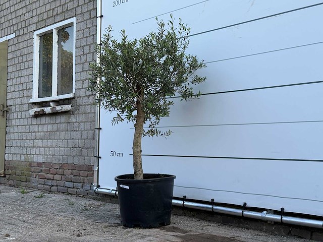Olijfboom florida - olea europaea - ca. 25 jaar oud - hoogte ca. 150 cm - afbeelding 1 van  1