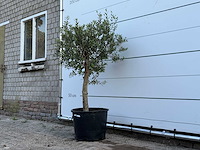 Olijfboom florida - olea europaea - ca. 25 jaar oud - hoogte ca. 150 cm - afbeelding 1 van  1