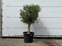 Olijfboom florida - olea europaea - ca. 25 jaar oud - hoogte ca. 150 cm - afbeelding 1 van  3