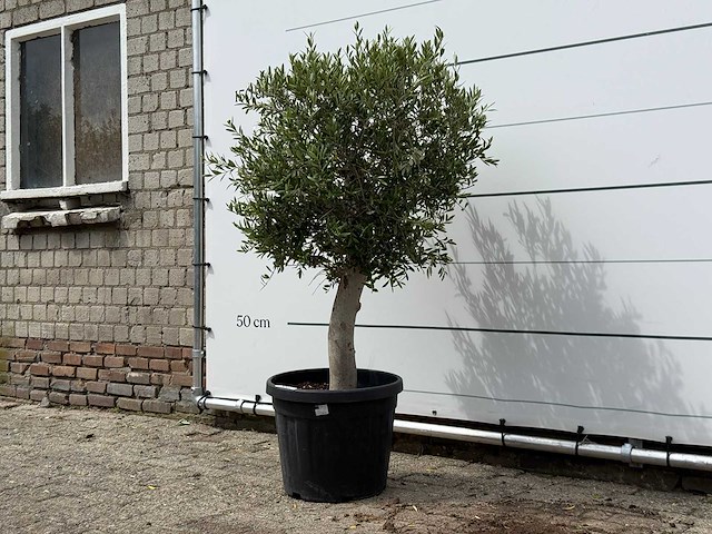 Olijfboom florida - olea europaea - ca. 25 jaar oud - hoogte ca. 150 cm - afbeelding 2 van  3