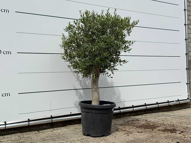 Olijfboom florida - olea europaea - ca. 25 jaar oud - hoogte ca. 150 cm - afbeelding 3 van  3