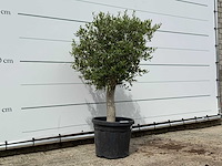 Olijfboom florida - olea europaea - ca. 25 jaar oud - hoogte ca. 150 cm - afbeelding 3 van  3