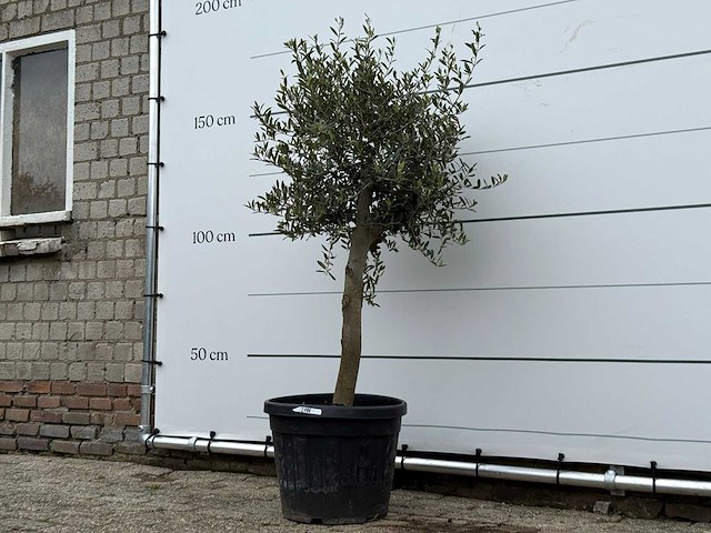 Olijfboom florida - olea europaea - ca. 25 jaar oud - hoogte ca. 160 cm - afbeelding 1 van  1