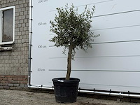 Olijfboom florida - olea europaea - ca. 25 jaar oud - hoogte ca. 160 cm - afbeelding 1 van  1