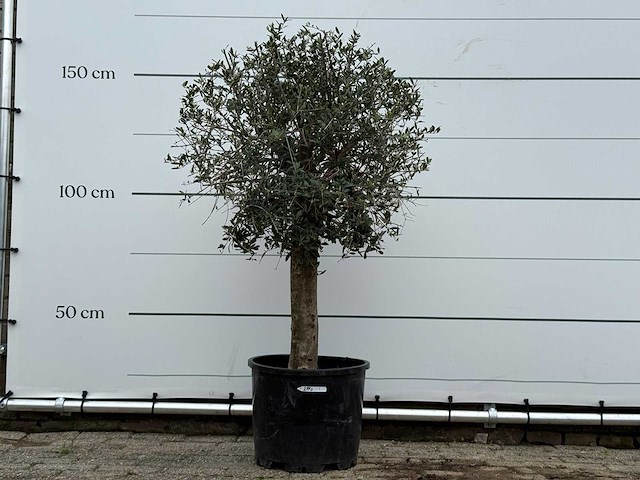 Olijfboom florida - olea europaea - ca. 25 jaar oud - hoogte ca. 160 cm - afbeelding 1 van  5