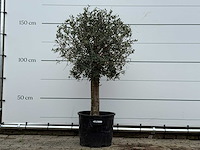 Olijfboom florida - olea europaea - ca. 25 jaar oud - hoogte ca. 160 cm - afbeelding 1 van  5