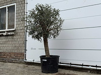 Olijfboom florida - olea europaea - ca. 25 jaar oud - hoogte ca. 160 cm - afbeelding 5 van  5