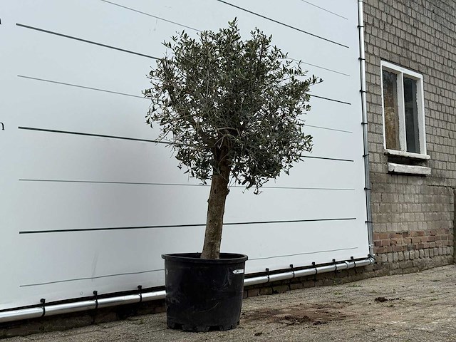Olijfboom florida - olea europaea - ca. 25 jaar oud - hoogte ca. 160 cm - afbeelding 2 van  5
